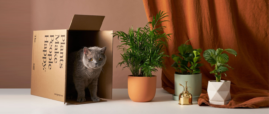 The Sill Featured Image